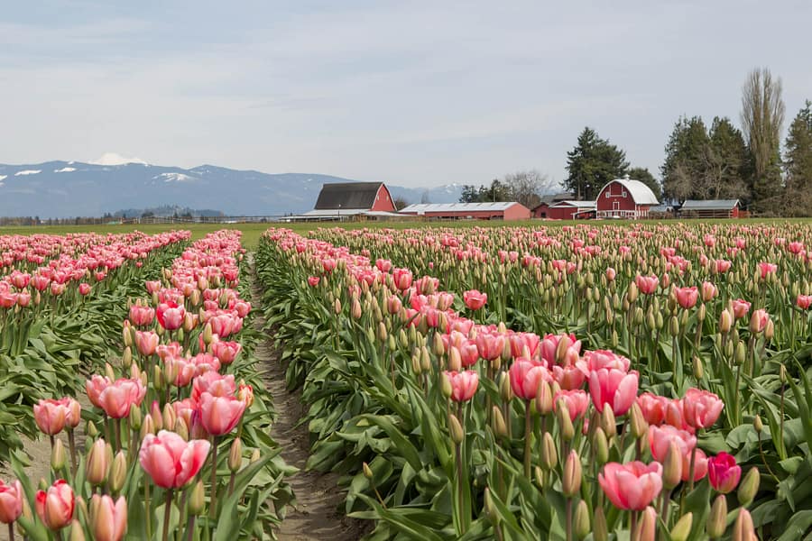 Tulip Farm